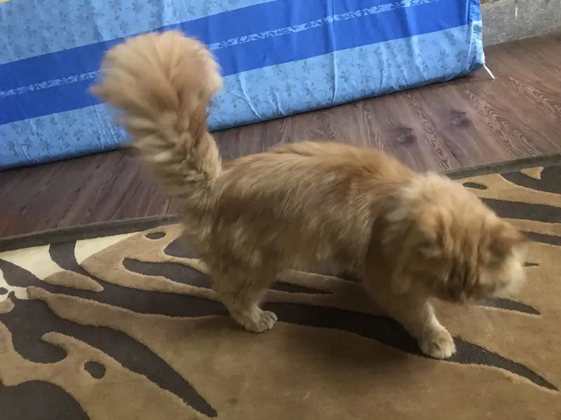 Fully train punch face triple coated alla breed — photo 4