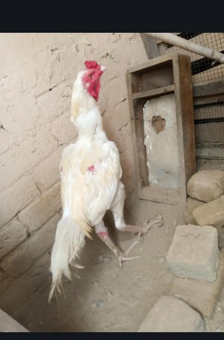 Aseel Heera or shamo cross — photo 2