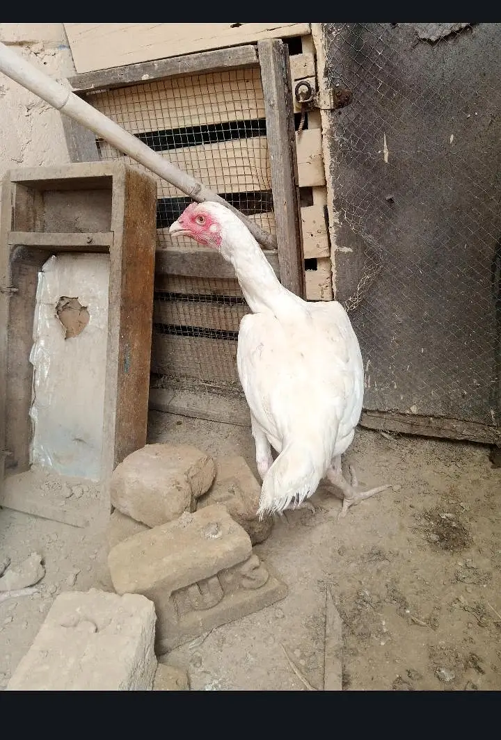 Aseel Heera or shamo cross — photo 3