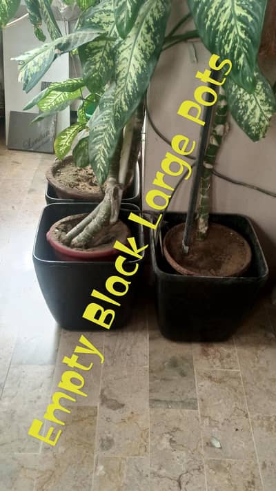 Pots Available 8 pieces Empty Black Large