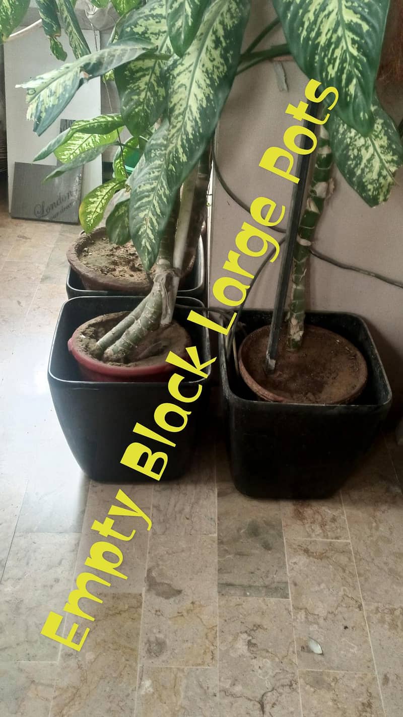 Pots Available 8 pieces Empty Black Large 0