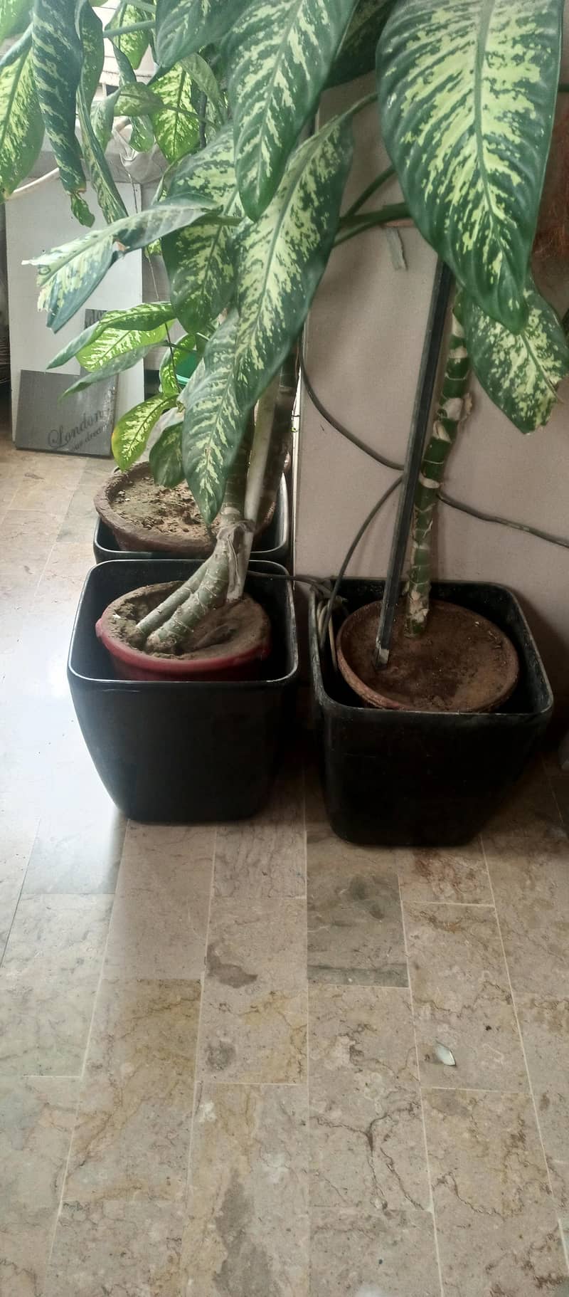 Pots Available 8 pieces Empty Black Large 1
