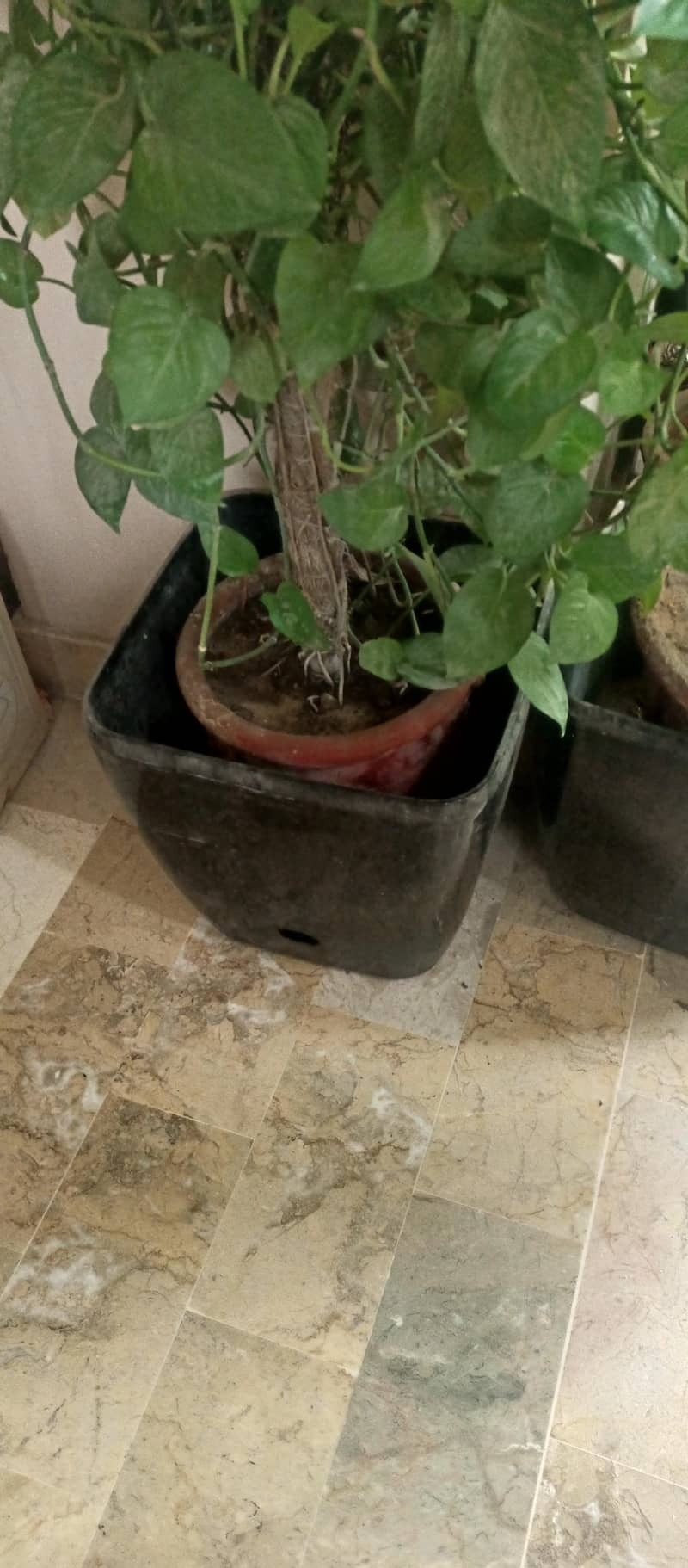 Pots Available 8 pieces Empty Black Large 9