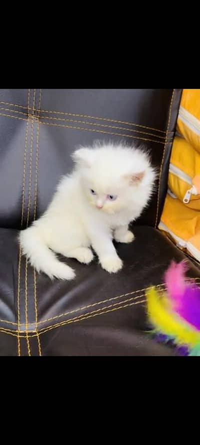persian cat for sale My WhatsApp number 03093713755