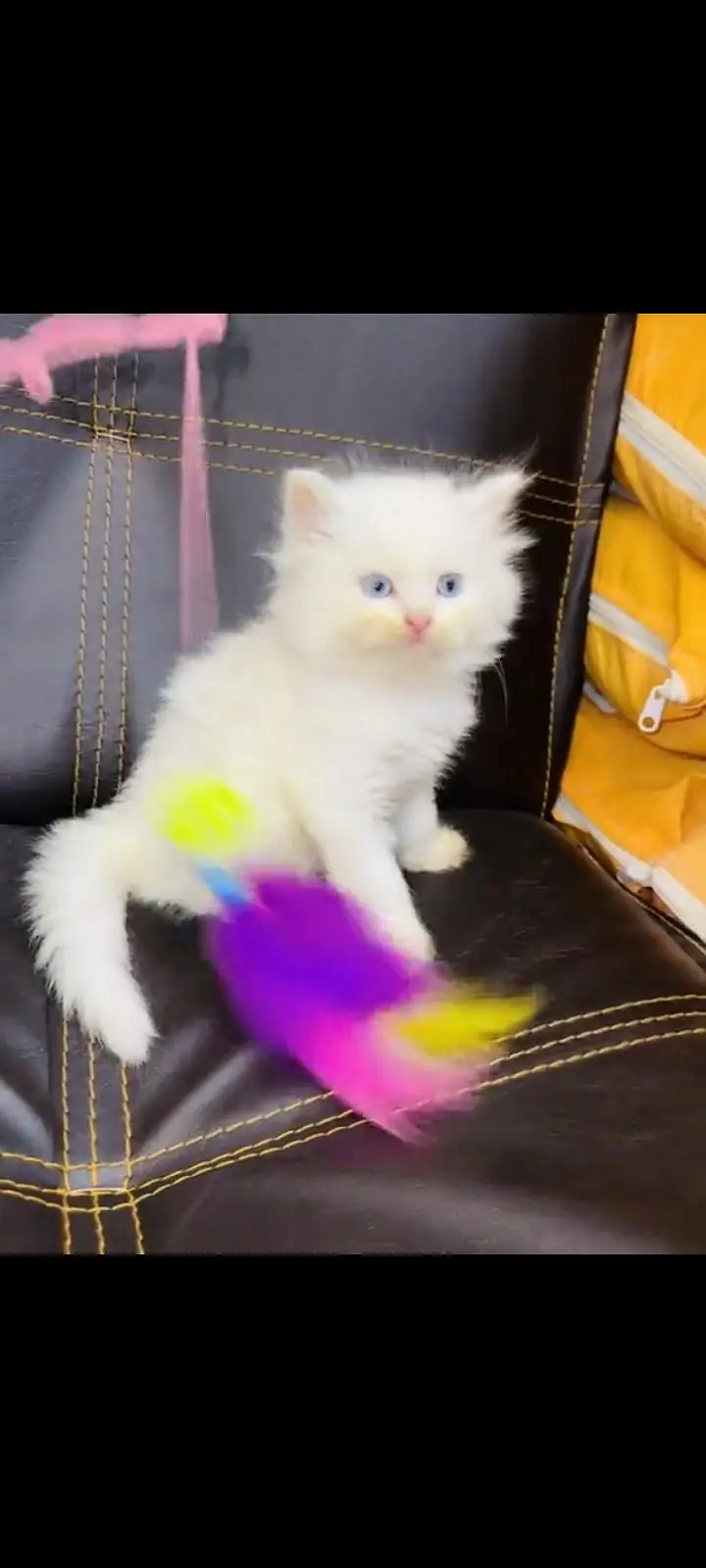 persian cat for sale My WhatsApp number 03093713755 — photo 3