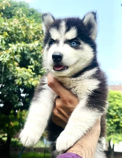 Top Notch Siberian Husky Blue Eyes Pup