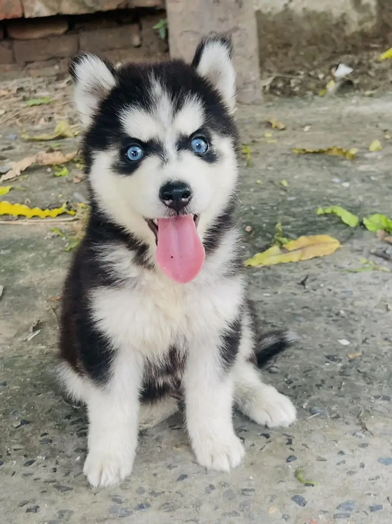 Top Notch Siberian Husky Blue Eyes Pup — photo 2
