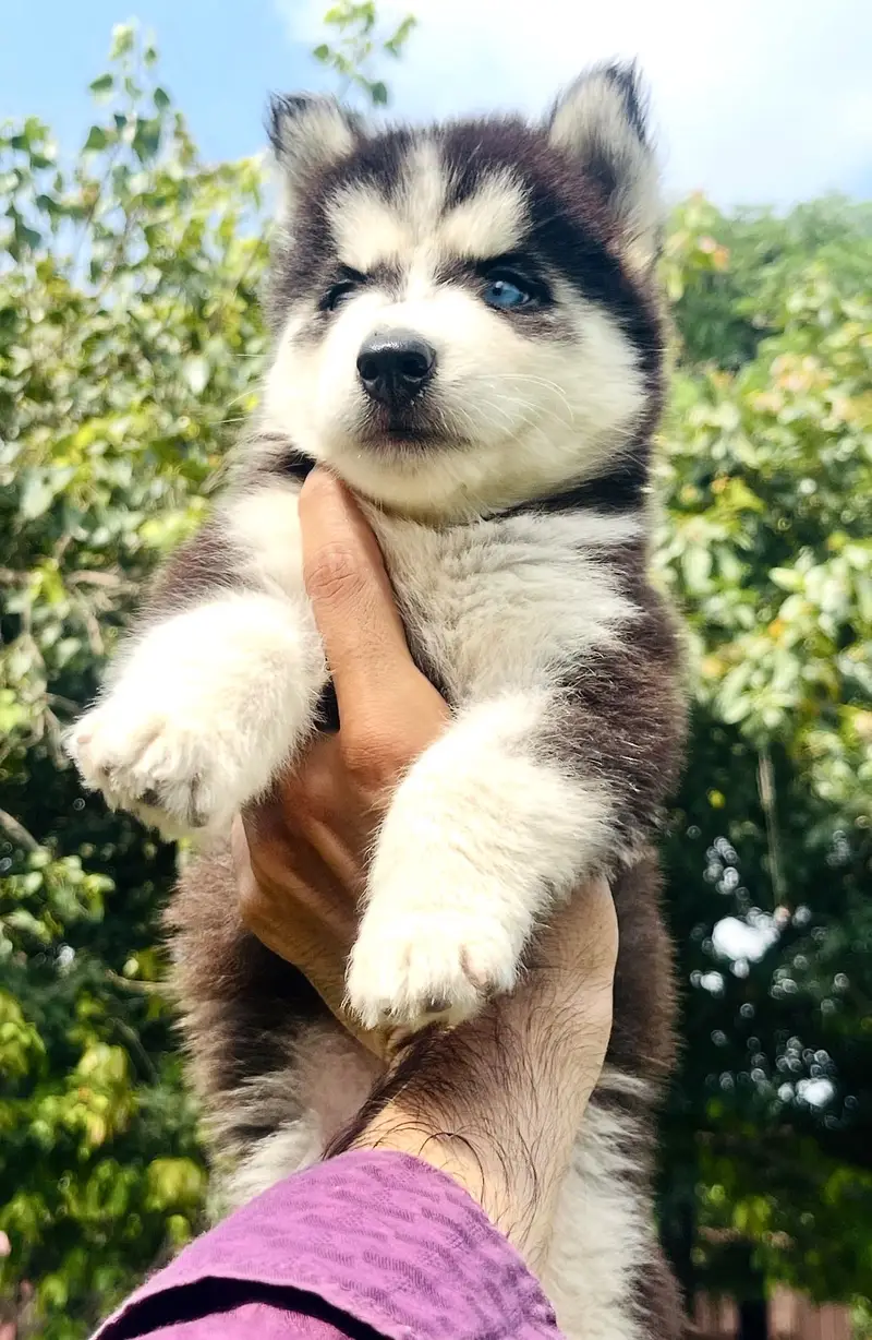 Top Notch Siberian Husky Blue Eyes Pup — photo 3