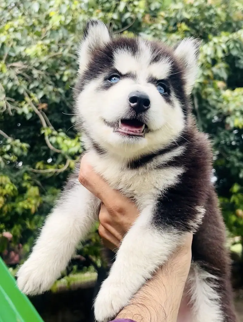 Top Notch Siberian Husky Blue Eyes Pup — photo 4