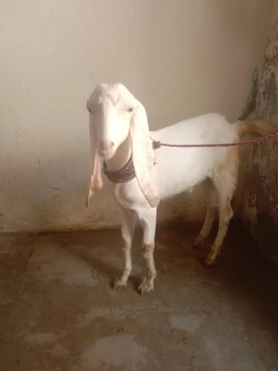 Rajan puri got for sale