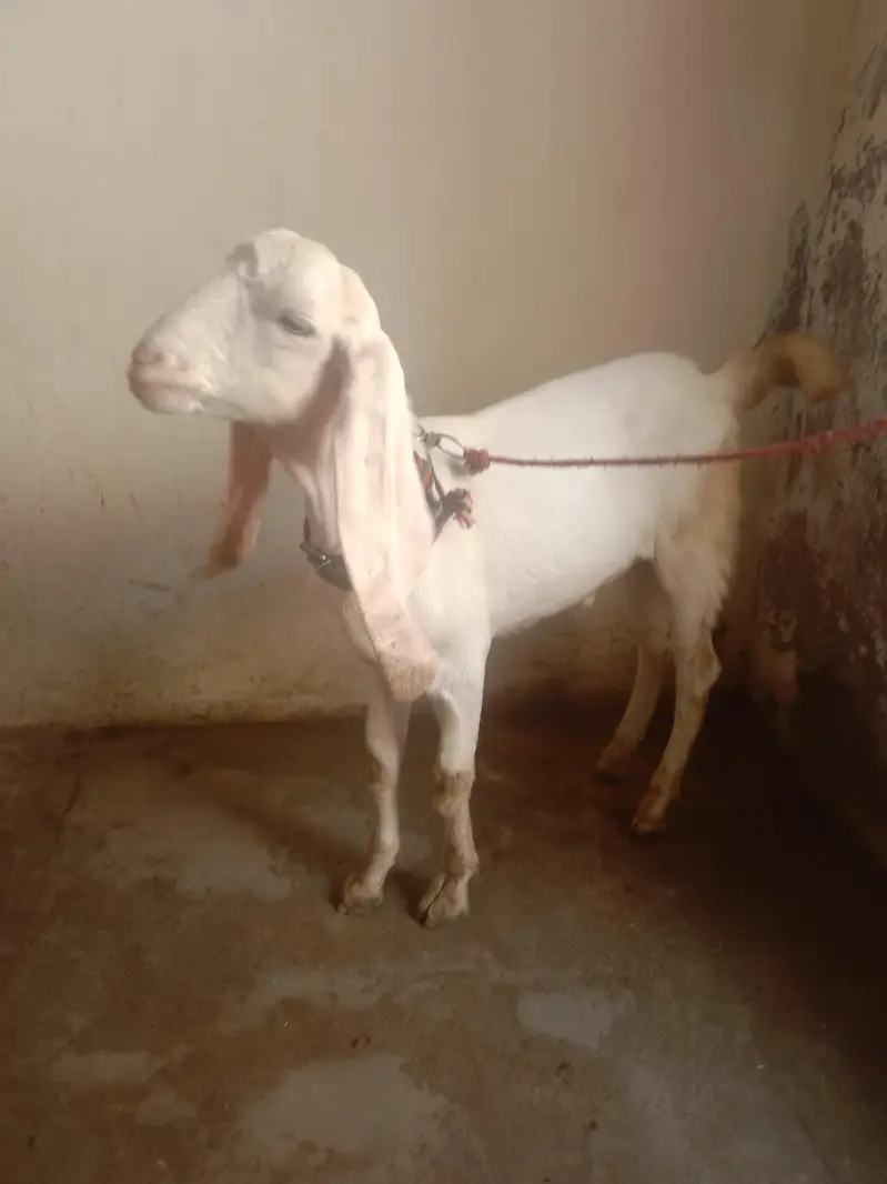 Rajan puri got for sale — photo 2