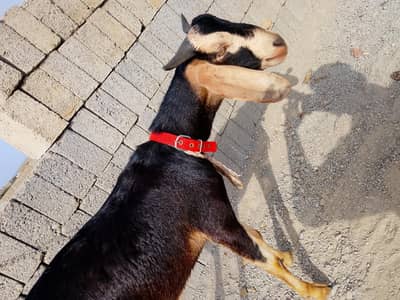 Hyderabadi tapra Bakra healthy and active