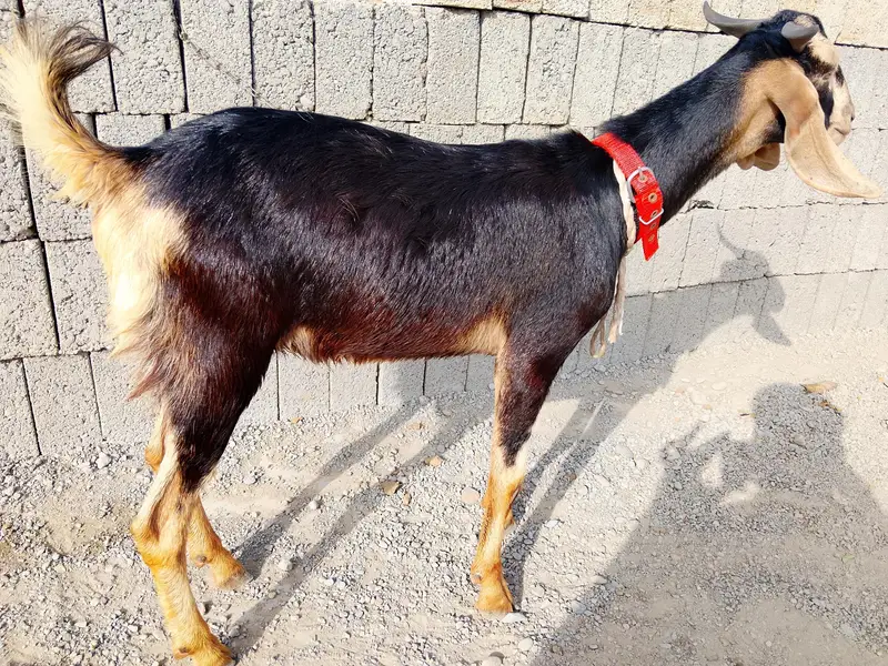 Hyderabadi tapra Bakra healthy and active — photo 2