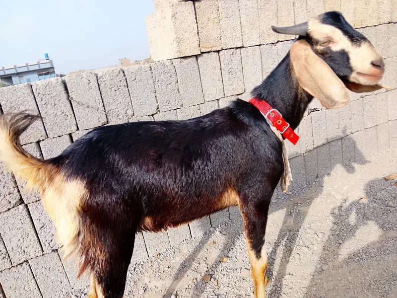 Hyderabadi tapra Bakra healthy and active — photo 3