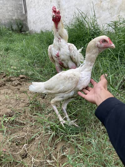 Aseel heera pair for sale