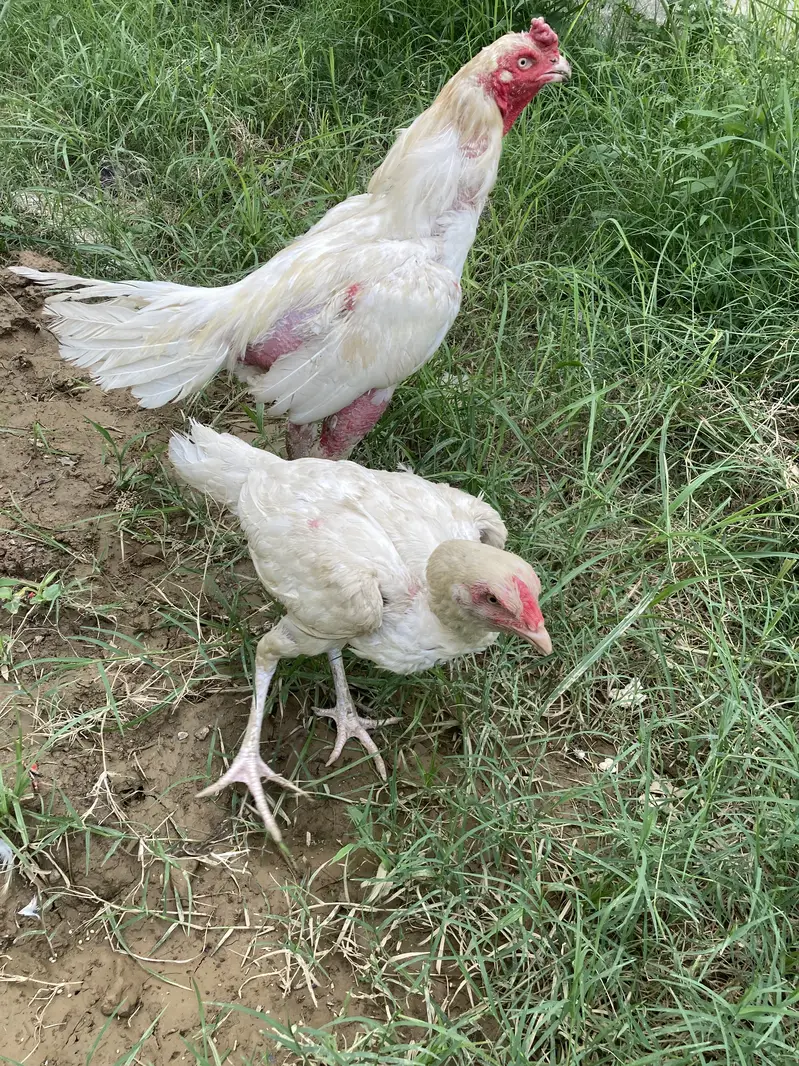 Aseel heera pair for sale — photo 2