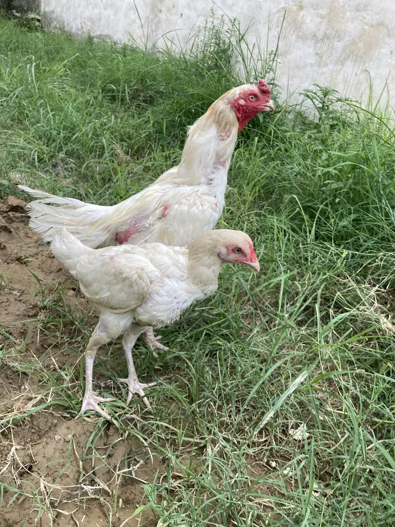 Aseel heera pair for sale — photo 4