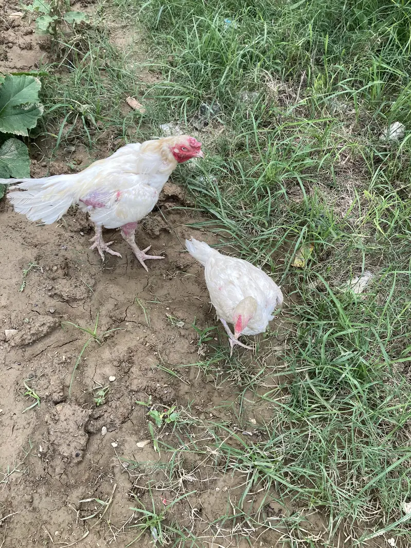 Aseel heera pair for sale — photo 5