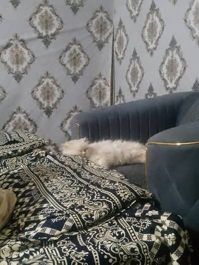 Persion Billi