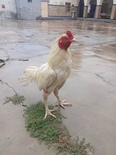 Aseel female for sale 5 pieces 03419129910
