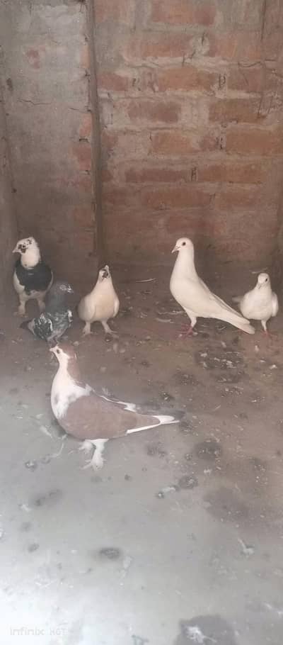 I want to sale 3 pairs of sherazi pigeon