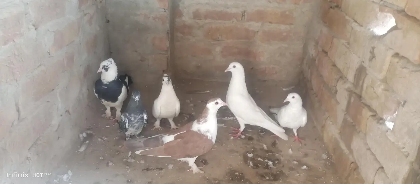 I want to sale 3 pairs of sherazi pigeon — photo 2