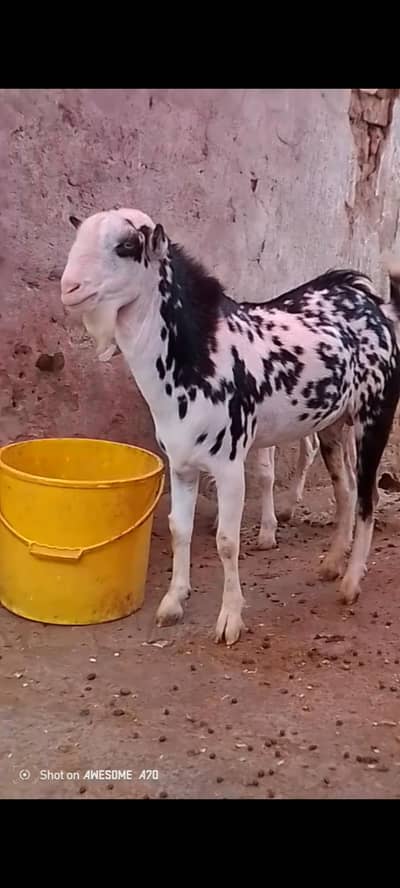 Gulabi Teeda for Sale