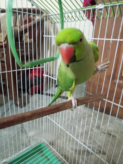tame talking parrot