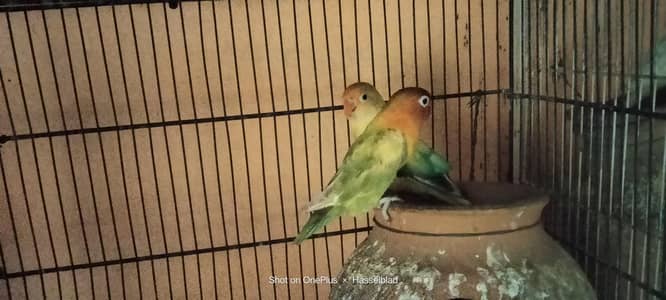 Lotino and Albino