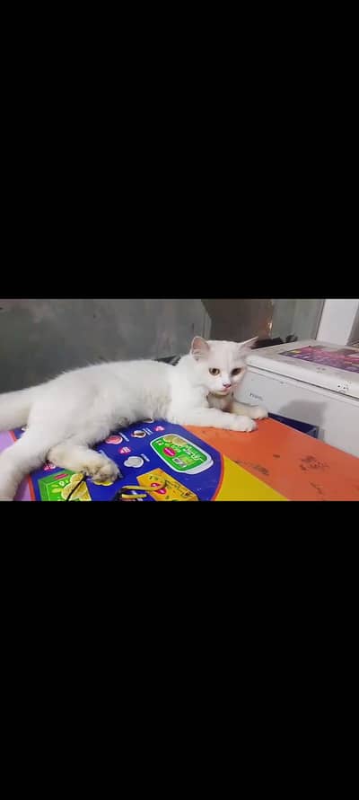 Persian white cats