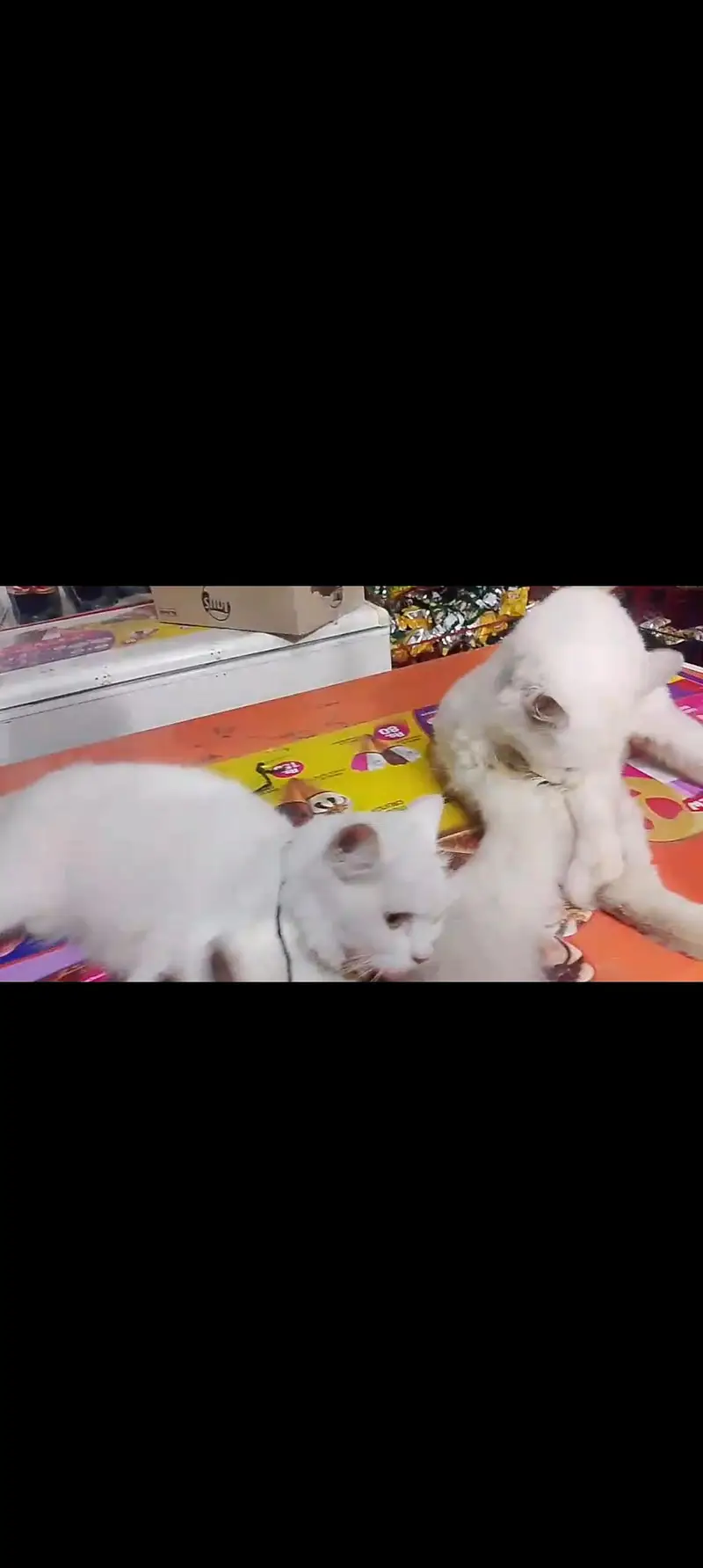 Persian white cats — photo 2