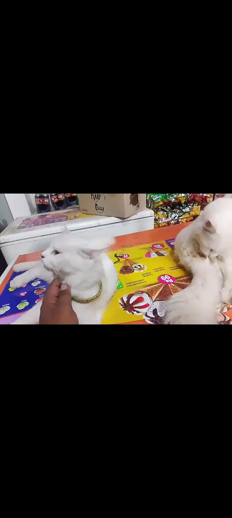 Persian white cats — photo 3