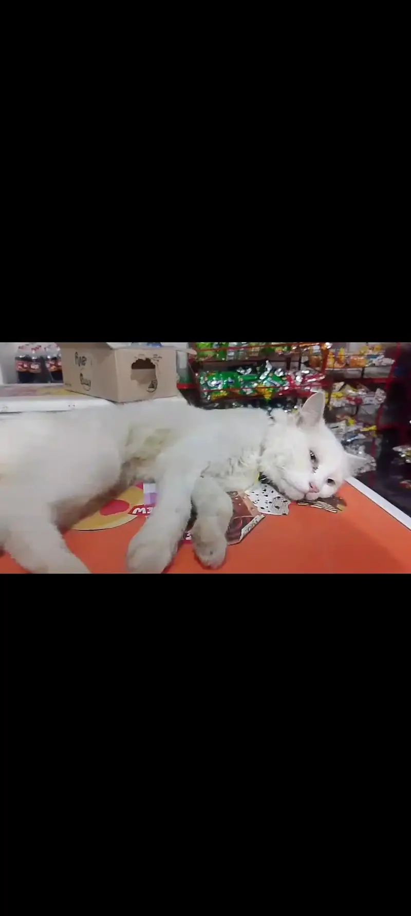 Persian white cats — photo 4