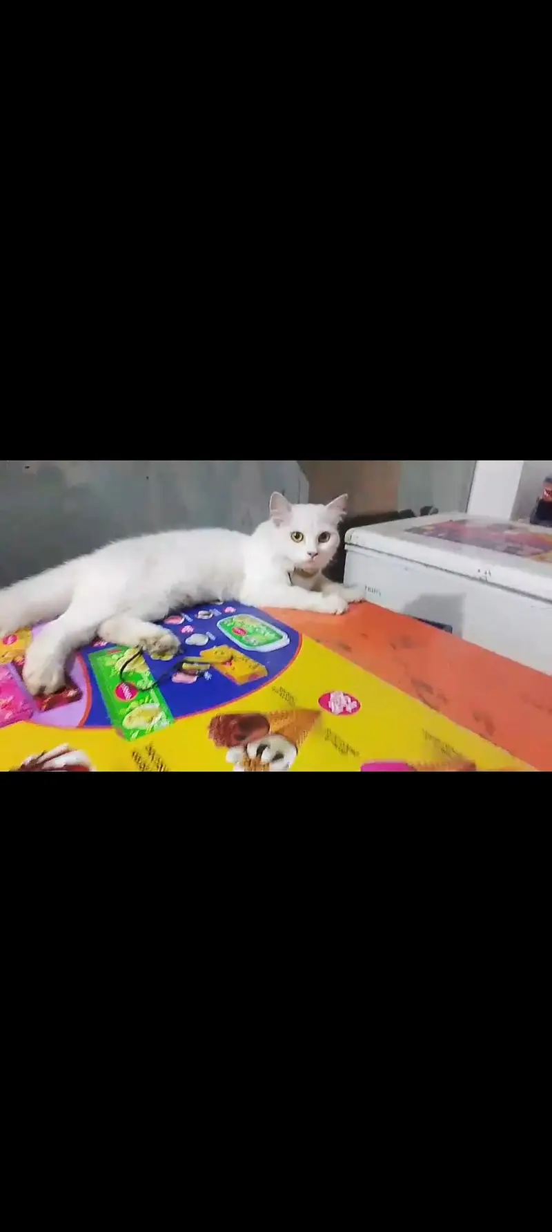 Persian white cats — photo 5
