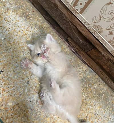 Healthy punch face kitten