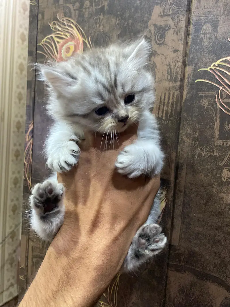 Healthy punch face kitten 0nly call 03715844410 whatsub 03229434409 — photo 3
