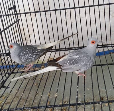 diamond dove pair Cage