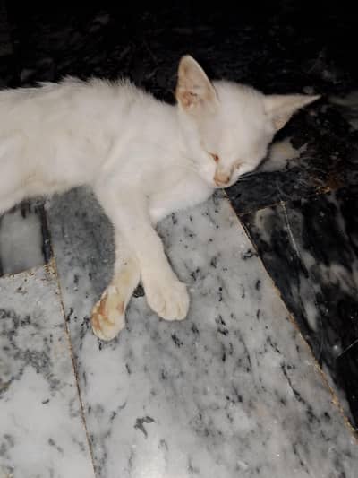 turkish female cat free adopted