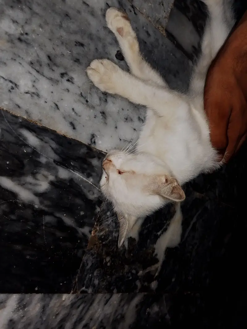 turkish female cat free adopted — photo 2