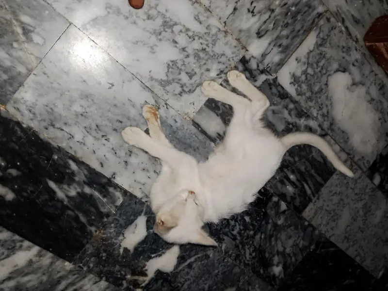 turkish female cat free adopted — photo 3