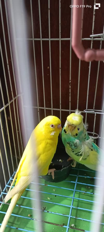 Hogoromo budgie male