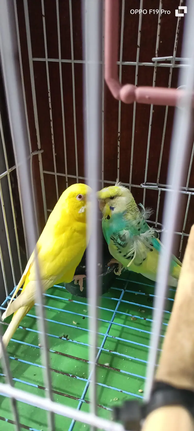 Hogoromo budgie male — photo 2
