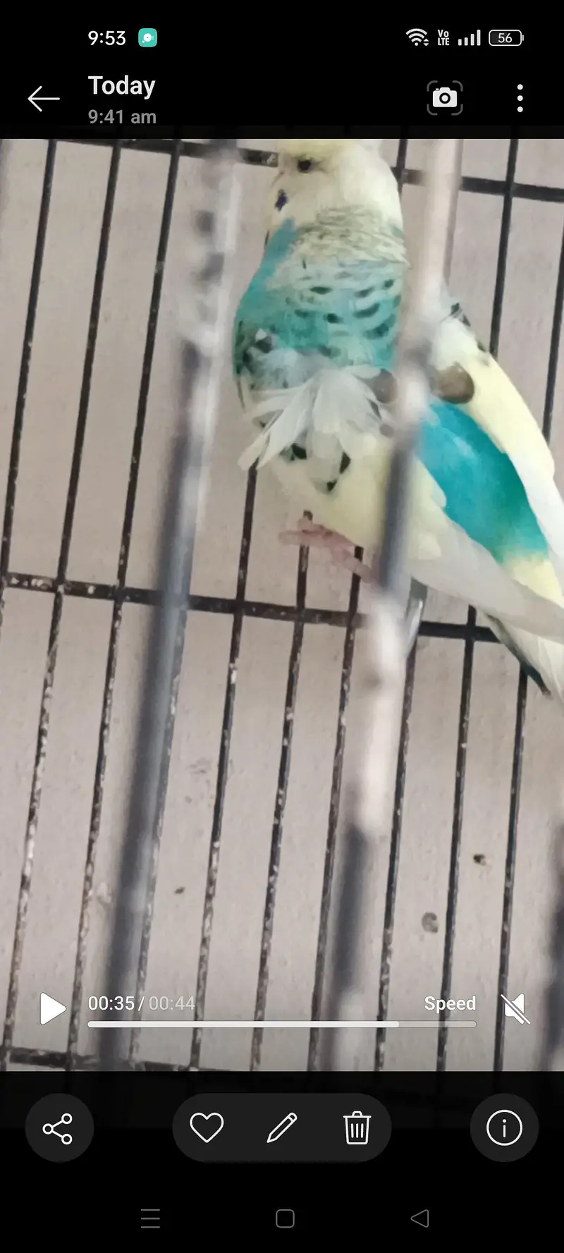 Hogoromo budgie male — photo 3