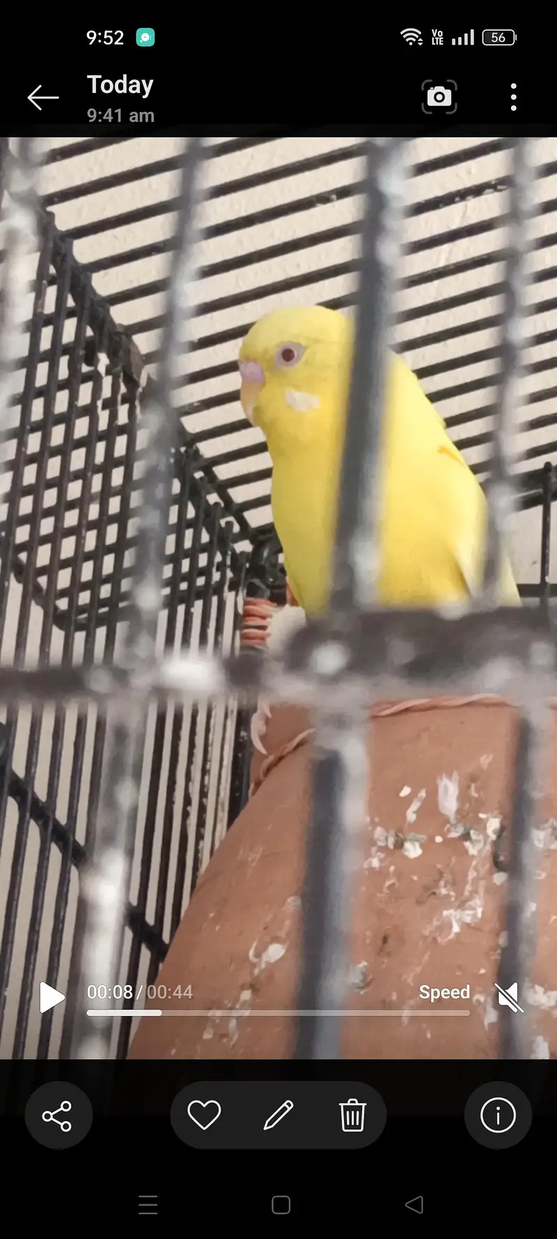 Hogoromo budgie male — photo 4