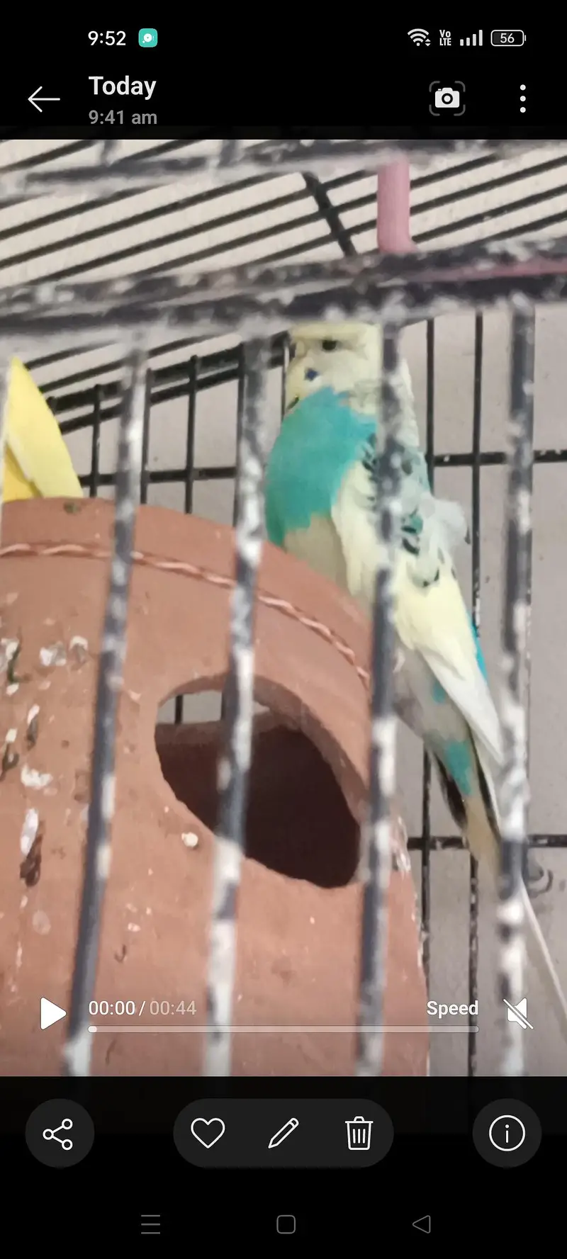 Hogoromo budgie male — photo 5