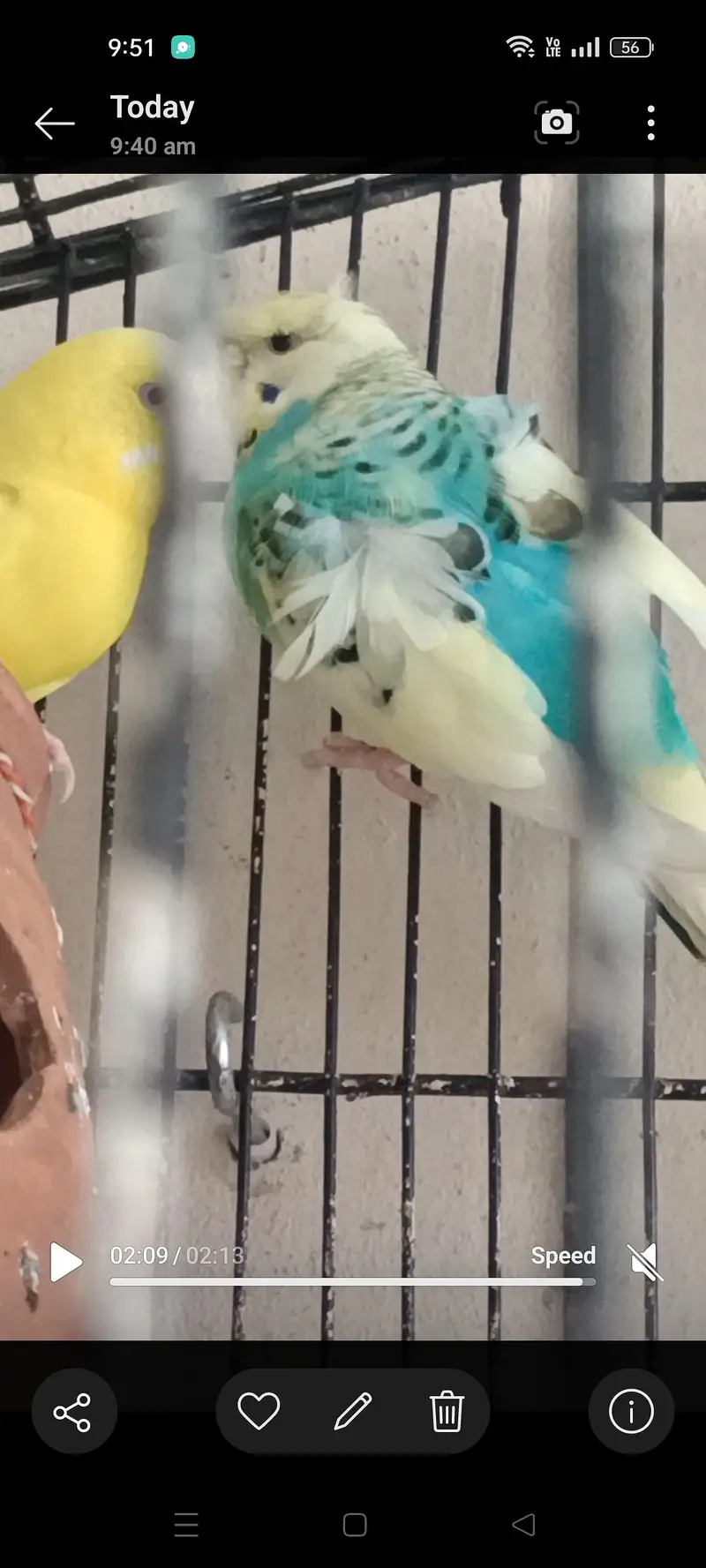 Hogoromo budgie male — photo 6