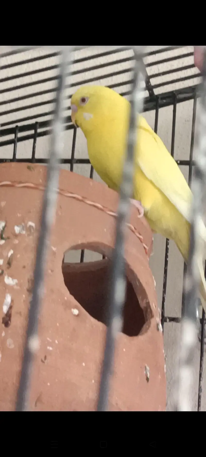 Hogoromo budgie male — photo 7