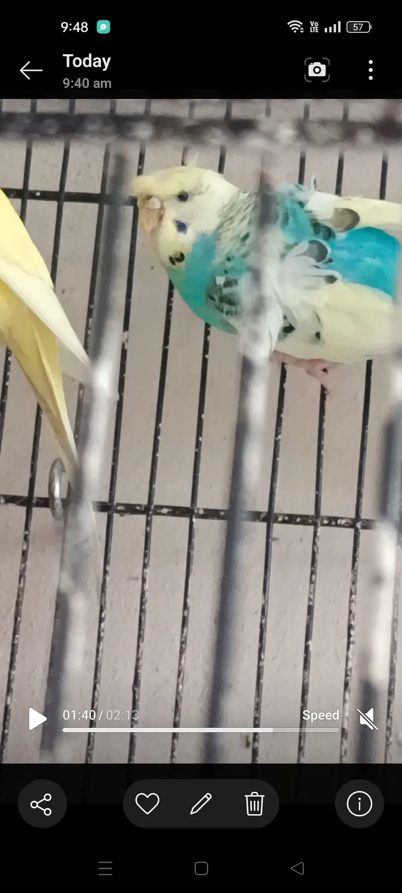 Hogoromo budgie male — photo 8