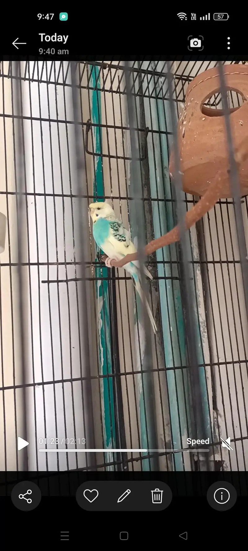 Hogoromo budgie male — photo 9