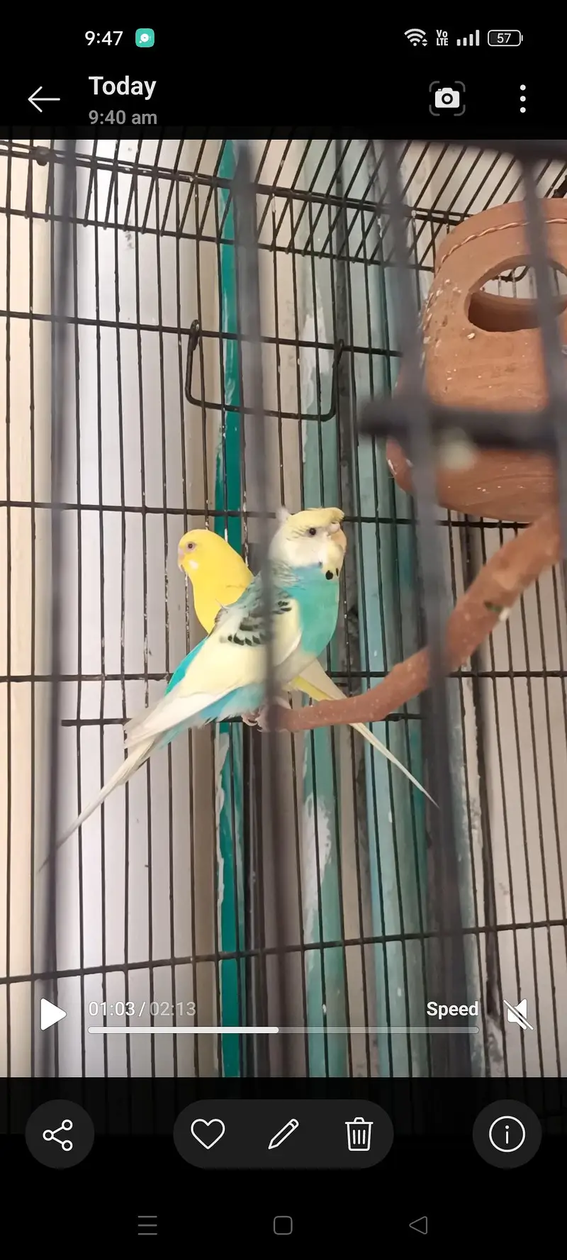 Hogoromo budgie male — photo 10